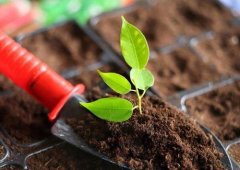 土壤養(yǎng)分檢測儀的應用主要是在哪里？